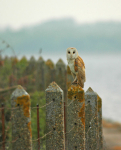 Barn Owl