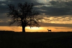 Lucky Buck