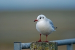 Black-headed Gull