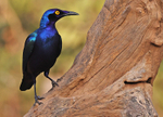Purple Glossy Starling