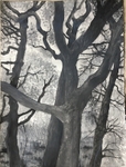 Wild Wood Drawing 2 56cm x 76cm Mixed Media on Paper