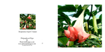 010 Brugmansia Angel Trumpet