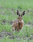 Hares 2018_0007