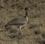 Ludwig's Bustard