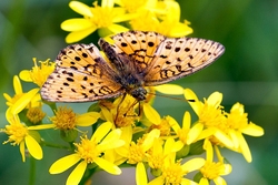 Marbled Fritillary