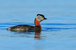 Red-necked Grebe, Farmoor Reservoir