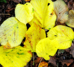 Fallen Gold