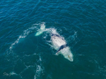 A Pair of Humpbacks Relaxing 8. Humpback Relaxing 2. DJI_0279