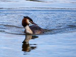 Great Crested Grebe