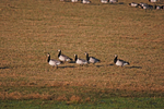 Barnacle Geese