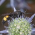 Hairy Scolid wasp (Scolia hirta) 