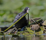 Coot - Fulica atra