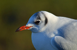 Black-headed Gull