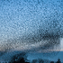 Starlings