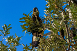 Yellow-tailed Black-cockatoo Male Eating 2 0A3A8551