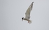Common Tern