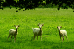Fallow Deer - Houghton Hall