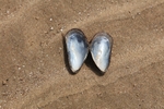 Shell 2