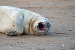 Atlantic Grey Seal