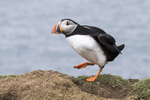 Puffin
