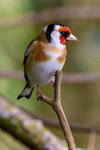 goldfinch Carduelis carduelis-4981