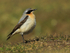 Wheatear (male) near Anvil Point Lighthouse at Durlston