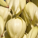 Yuca-608