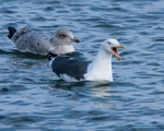 Lesser Black Backed Gull portfolio