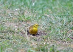 Yellowhammer