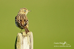 Meadow Pipit 250312  4