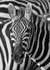 Zebra Portrait