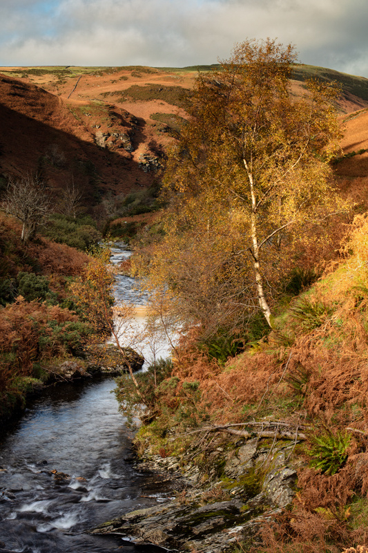 The Glen