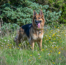 Dogs portfolio