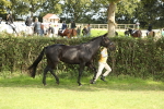 S40 - Junior Handler 9-12 Years portfolio