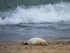Atlantic Grey Seal