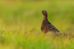 Red Grouse (male), low level shot, Scotland