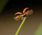 Lady Bird