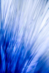 Blue Haze