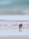 White-rumped Sandpiper probing on beach, Volunteer Point, Falklands