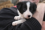 2 Five weeks old