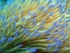 Sea Anemone