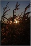 Field corn sunset