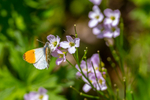 Orange tip butterfly Anthocharis cardamines-7777