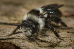 Andrena cineraria (f)