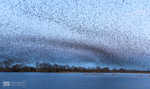 Starling Murmurations, Avalon Marshes_GS1115