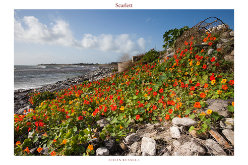 Castletown Bay, looking towards Scarlett, and wonderful colourful Nasturtiums in October Sunshine.