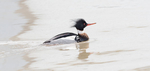 RED BREASTED MERGANSER, 2018- PORT ROWAN