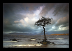 The Tree
