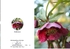 Winter 6.  Hellebore