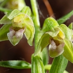 Slender helleborine (Epipactis exilis syn E. gracilis)